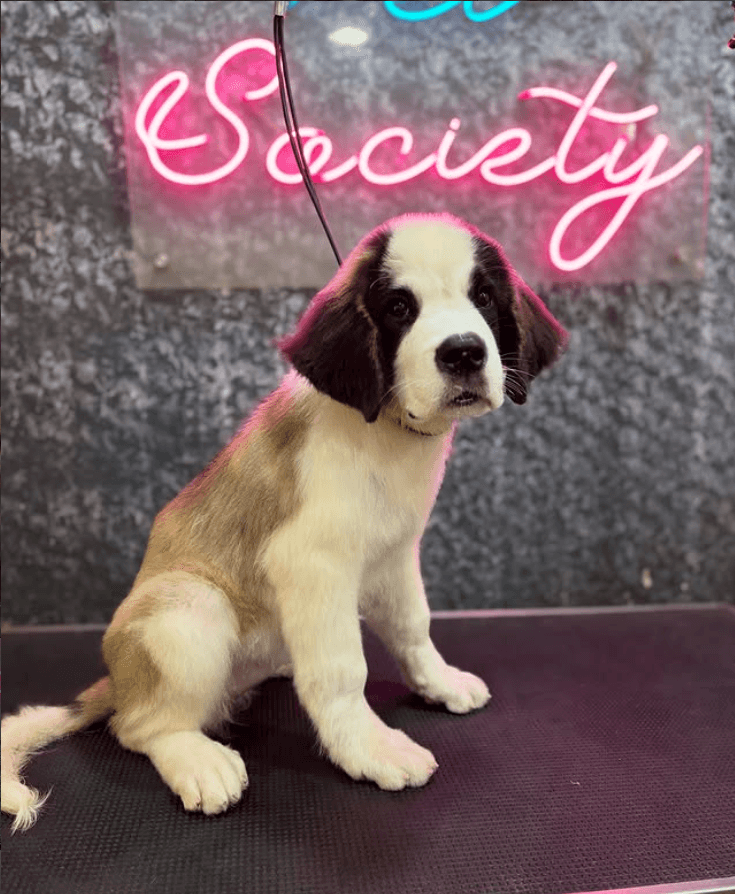 Pet Society - Pet grooming spa | Pet store - Verified pet grooming provider