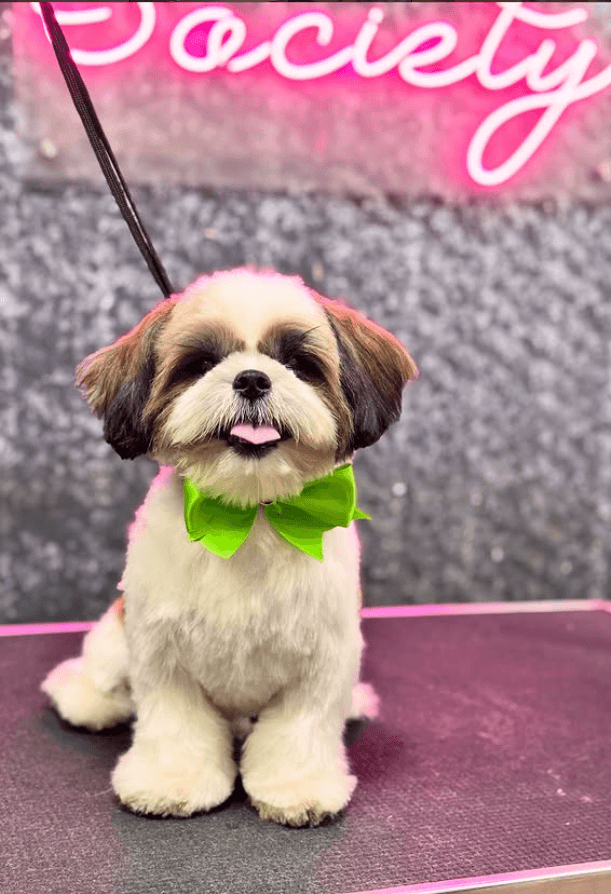 pet_groomer at Pet Society - Pet grooming spa | Pet store, Bengaluru