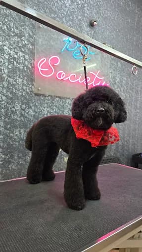 pet_groomer at Pet Society - Pet grooming spa | Pet store, Bengaluru
